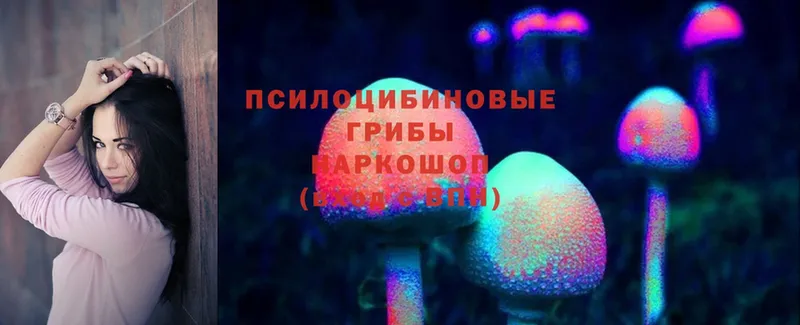 Псилоцибиновые грибы Psilocybe Курчатов